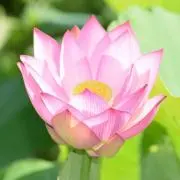 イーストの画像