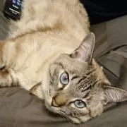 ぴこちゃんの画像