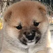 ☆しば☆の画像