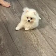 春太郎