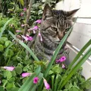 kotoの画像