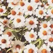 ugi❁の画像