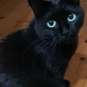 ニャンの画像