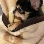 えちごの画像