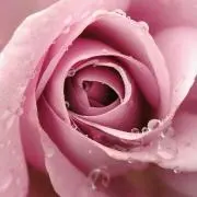 Sonrisa1028の画像