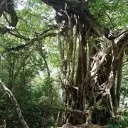 ☆緑と自然☆の画像