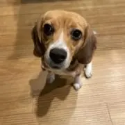 にっし