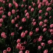 ふかの画像