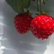 いちご好き！