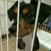 CPG Golf ブラック カートシート 定価22,000 - メルカリ