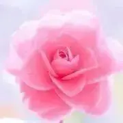 pokoの画像