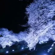 らーららの画像