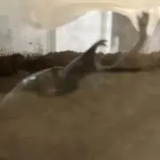 ぽんたこすの画像