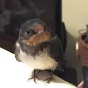 いぽちゃん