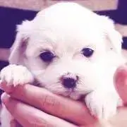 Rshop【即購入のみ】の画像