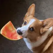 みーみの画像