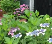 みよの画像