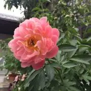 はのんの画像