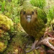 フクロウの画像