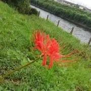 いっき