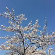 モモ