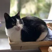 nikoの画像