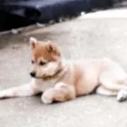 CorochaXの画像