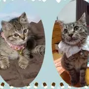 らいじん♡ひめちゃん♡即購入❌在庫確認必
