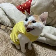 ビビの画像
