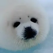 ごまあざらしの画像