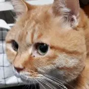 zumi