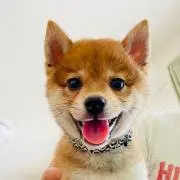 ÅKIの画像