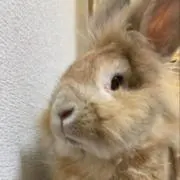 ririの画像
