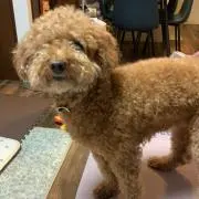 くるみの画像
