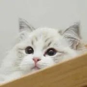 リン
