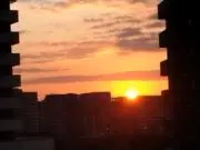 コブダイの画像
