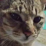 ⟡ねこやまのお部屋ฅ(´꒳ `ฅ)ꪆ⟡の画像