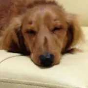 Terryの画像