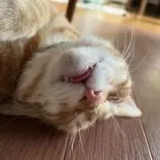 ザキヤマ