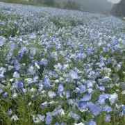 ちゃぴみの画像