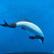 千秋の画像