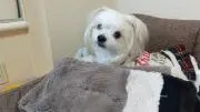 ももの画像