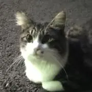 ことは