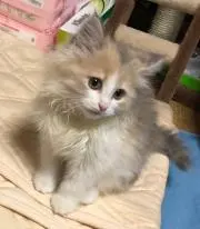 はんなりんの画像