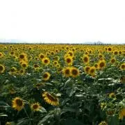 断捨離中✳︎の画像