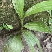森2010sの画像