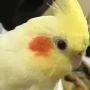 りょすけの画像
