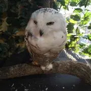 さささの画像