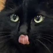 もむしの画像