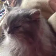 ぷりおん